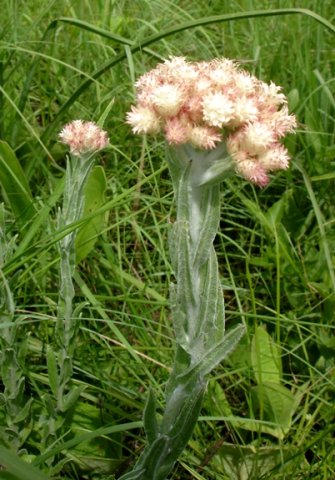 Helichrysum appendiculatum stem leaves